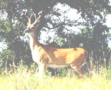 whitetailed buck in velvet