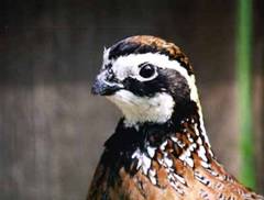 bobwhite quail